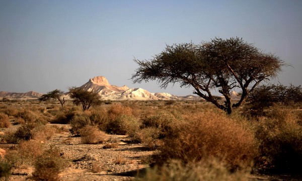 Accacia trees growing in the Arava Valley. Photo by Avi Hirschfield, KKL-JNF Photo Archive