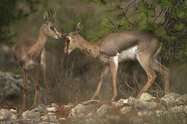 Gazelles in Ramot Forest. Photo by Alex Geifman