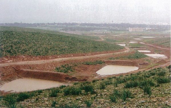 Water harvesting plays a major role in sustainable afforestation in Northern Negev's arid zone.
