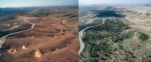 Hiran Forest, 1998 (left); 2008 (right). Photo: KKL-JNF