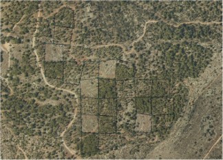 Long-Term Ecological Research Site in Martyrs Forest