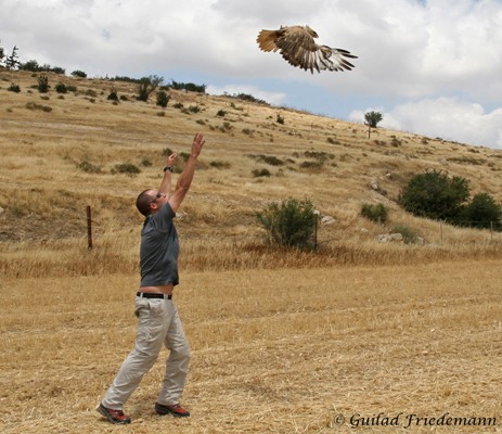 Raptors in the Judean Desert