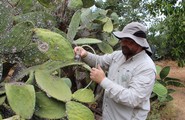 Saving the Sabra (Prickly Pear) Cactus